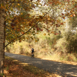 Cyclist on the Tallahassee to St. Marks Historic Railroad State Trail